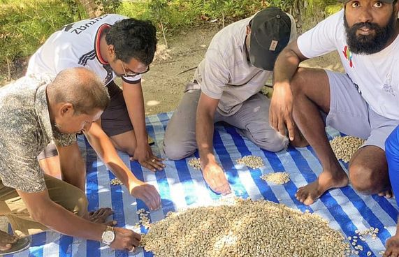 ރިނބުދޫން ފެނުނު ބޮލިވަޅުން 84،919 ބޮލި!