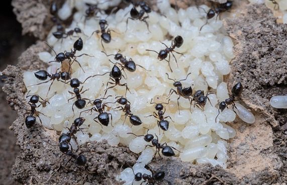 ހިނި ވެސް ކިރު އުފައްދާކަން އެނގުނީ އަދި ކިރިޔާ