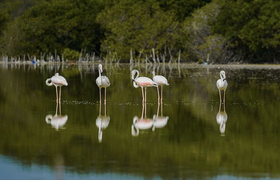 ދޫނި ހިޖުރަކުރާ މޫސުން ފެށިއްޖެ، އެދެނީ ގޯނާ ނުކުރަން