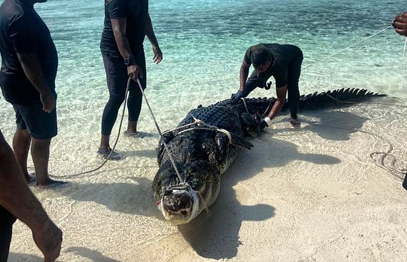 ބޮލިދުއްފަރު ކައިރިން ފެނުނު ކިނބޫ ދޫކޮށްލައިފި