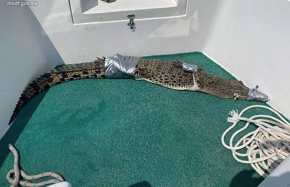 ހޯރަފުށި ކައިރިން ކިނބުލެއް ފެނިއްޖެ