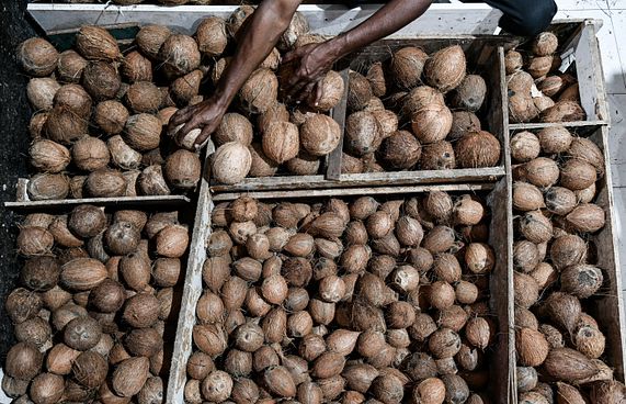 އެސްޓީއޯއިން ކާށި ބާޒާރަށް، ކިލޯއެއް 12ރ.އަށް