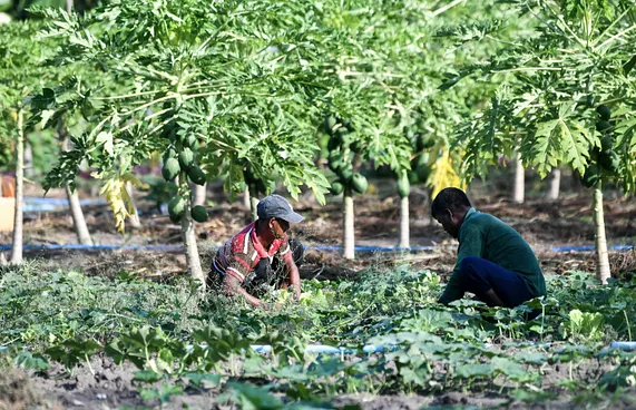 ރޯދައަށް ހައްދާތަކެތި ވިއްކަން ދަނޑުވެރިންނަށް އެހީވަނީ