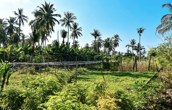 "ދަނޑުތަކުން ބަލި މީހުންގެ މާކެޓެއް އުފައްދައިފި"