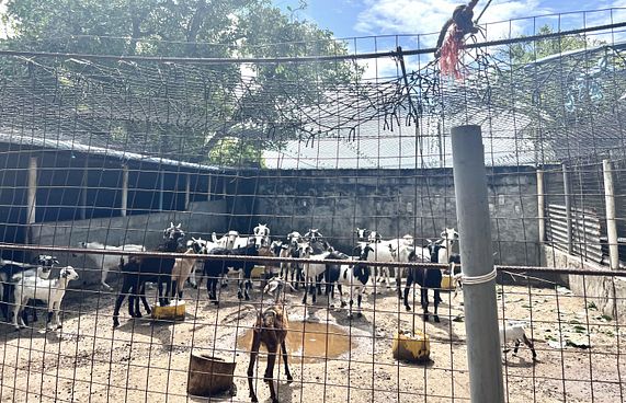 ކައުންސިލުން ބޮޑު އީދުގައި 100 ބަކަރި ކަތިލަނީ