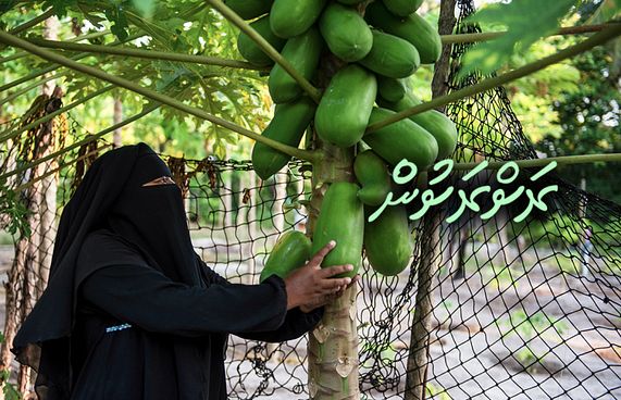 ގަދަ ފެހިކަމާއި ފަހިކަން: ޣާލިބާގެ ލޯތްބާ އެކު!