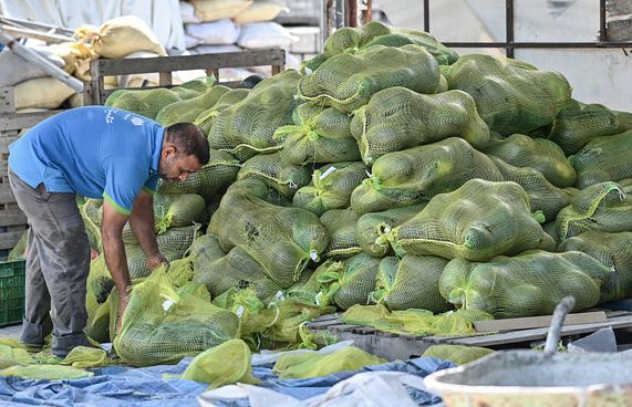 ޗަމްޕާއިން ކާއްޓާއި ކަރާ އަދި ފިޔާ ހަދިޔާކުރަނީ