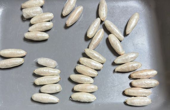 އެއްކިލޯގެ ޑްރަގާ ހަވާލުވާން ދިޔަ މީހާ ހައްޔަރުކޮށްފި