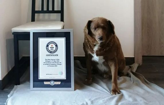 މިއީ އެންމެ މުސްކުޅި ކުއްތާ، އުމުރަކީ 31 އަހަރު