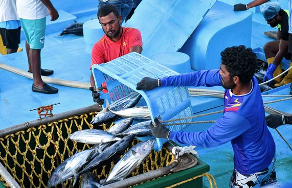 މިފްކޯއިން ފުވައްމުލަކުން މަސް ގަންނަން މި މަހު ފަށަނީ