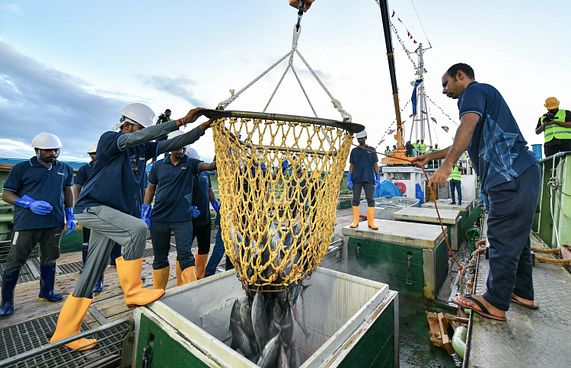 މިފްކޯގެ އާ ބޯޓުން މަސްކިރަން ފަށައިފި