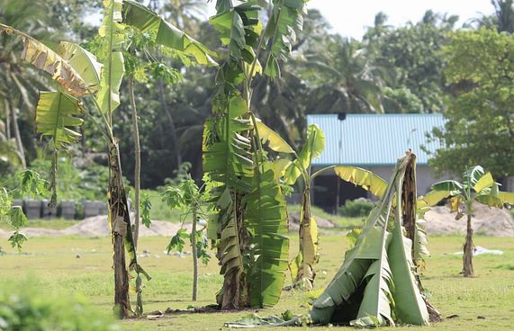 މަސައްކަތް ނުކުރާތީ ފޭދޫ ބޯޅަދަނޑުގަ ކެޔޮ އިންދައިފި