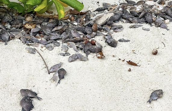 ލައްގާ މަސްތައް ރައްކާތެރިގޮތުގައި ނައްތާލަން އަންގައިފި