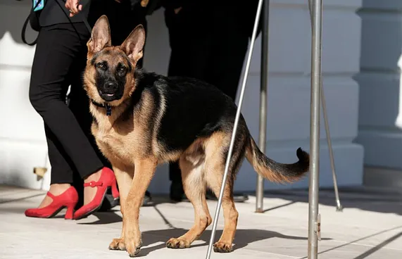 ބައިޑެންގެ ކުއްތާ ދަތްއަޅާތީ ގަނޑުވަރުން ބޭރުކޮށްފި