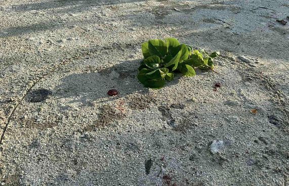 އެއްބަޔަކަށް ބޮމެއްގެ އަޑު، ހީވީ ގޭސްފުޅި ގޮވީ ކަމަށް