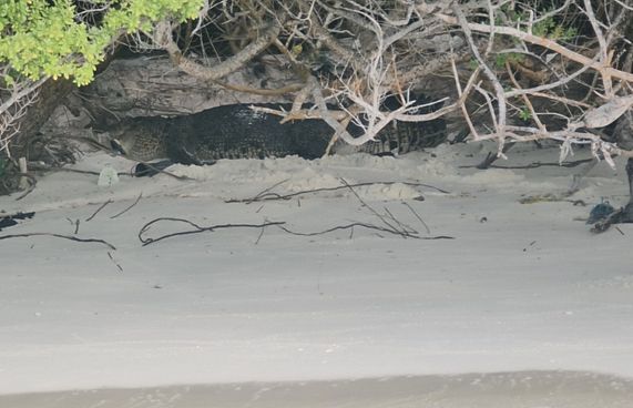 ކިނބޫ ދޫކޮށްލާނީ ރާއްޖެ އަނބުރާ ނާދެވޭ ހިސާބަށް