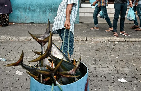 މާރުކޭޓު އެޅުން ލަސްވަނީ ބިން ހަވާލުނުކޮށްގެން: މިނިސްޓްރީ