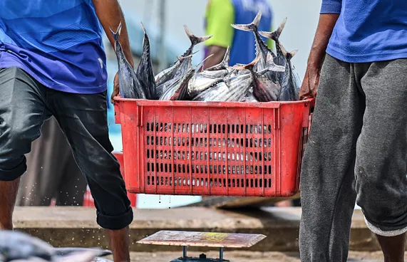 ޓެރިފް ބޮޑުވިޔަސް ދިވެހި އެކްސްޕޯޓަރުންނަށް އަސަރެއްނެތް