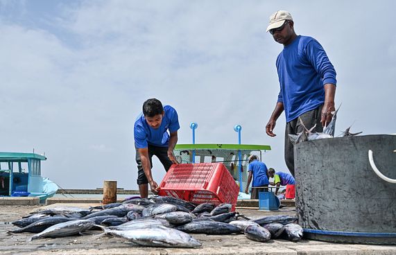ގަވާއިދާ ހިލާފް މަސްވެރިކަން ހުއްޓުވަން ފިޔަވަޅު އަޅަނީ