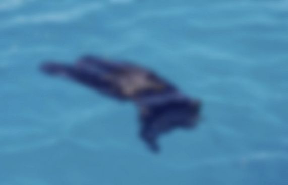 ކިނޮޅަހު ބޭރުން ފެނުނީ ރަޝިއާގެ ޓޫރިސްޓުގެ ހަށިގަނޑެއް ނޫން