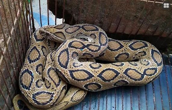 ބަންގްލާދޭޝްގައި ހަރުފަ ވިހަލުން އިތުރުވެ ހާސްކަން