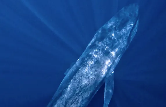 ހިމާޔަތްކޮށްފައިވާ ދިރުންތަކަށް ގެއްލުންދޭ ވަރު އިތުރު