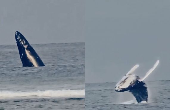 ޖާދޫގައި ޖައްސަމުން ބޮޑުމަސް ފ. އަތޮޅަށް