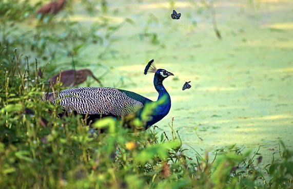 ލަންކާއިން ކޮކާ ހިފުމުން ދެލައްކަ ޑޮލަރުން ޖޫރިމަނާ