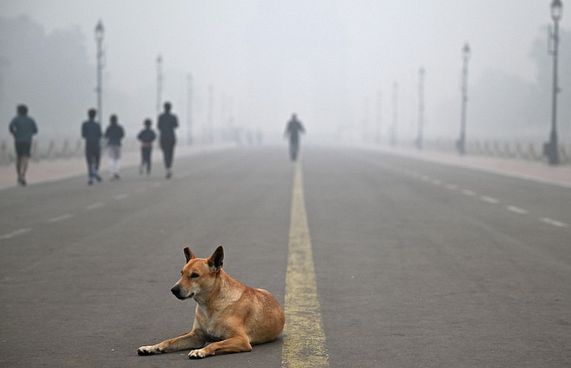 ދިއްލީގެ މަގުތަކުން ކުއްތާ ހިފަން ކޯޓު އަމުރެއް