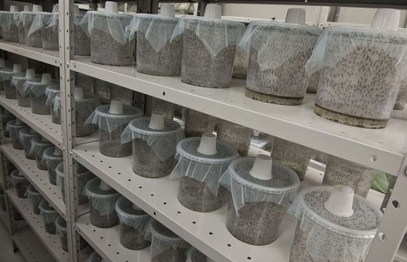 ޖިބޫތީގައި މެލޭރިއާއާ ދެކޮޅަށް "ޖީއެމް" މަދިރި