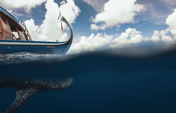 ފީނަން ފައިބާ އުޅުނު އެމެރިކާގެ ޓޫރިސްޓަކު މަރުވެއްޖެ