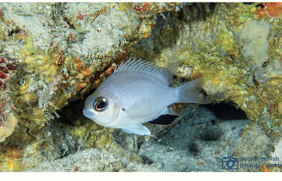 ރާއްޖެއިން އާ މަހެއް، ނަމަކަށް ދިނީ ކްރޯމިސް އަބަދަށް