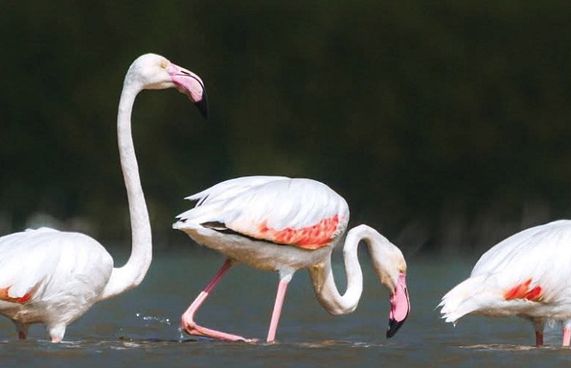 ފްލެމިންގޯ އުޅޭއިރު ކުޅީގައި ކެނޯ ދުއްވުން މަނާކޮށްފި