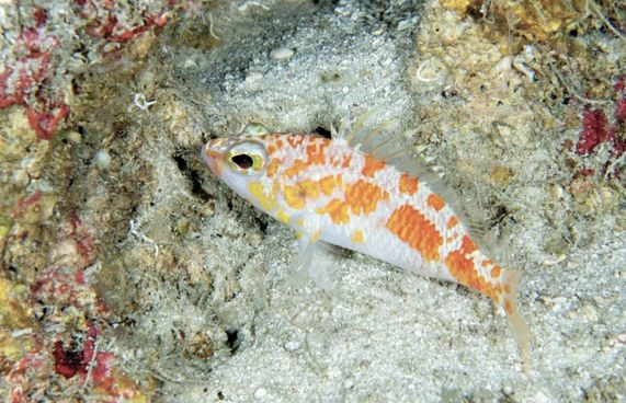 ރާއްޖެއިން އާ މަހެއް ފެނިއްޖެ، ނަމަކީ ރަކި ބުރަކި