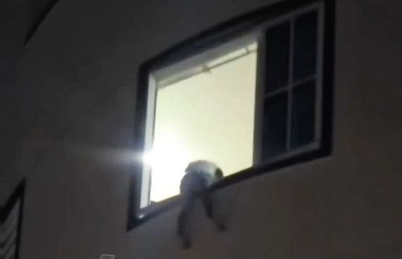 ކުއްޖަކު ފަސްވަނަ ބުރިން ވެއްޓެނިކޮށް ސަލާމަތްކޮށްފި