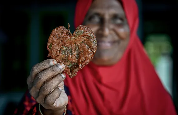 ދަރަވަންދޫ އައްތަ ޕާޕަރު: އެހާ މީރު، އެހާ މުރަނަ