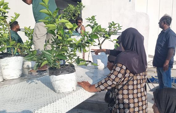 ނައިފަރުގެ ގެތަކަށް900 އެއްހާ ލުނބޯގަސް ހަދިޔާކޮށްފި