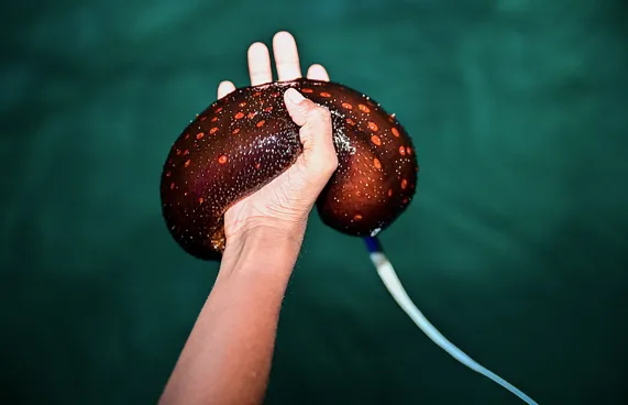 އެކްސްޕޯޓްކުރުން މަނާ ހުއިފިލަނޑާތައް ފުލުހުން ނީލަން ކިޔަނީ