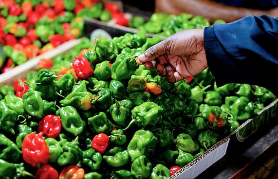 ކަނޑޫދޫ ކިޔަސް މާރުކޭޓުގައި އޮތީ ލާމު މިރުސް