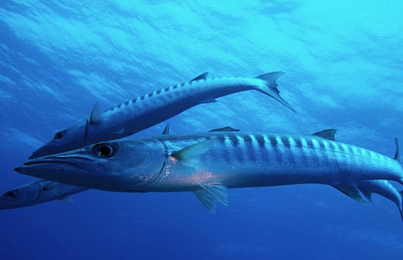 ދިވެއްސަކަށް ފަރުތޮޅިއެއް ހަމަލާދީގެން ފަރުވާދެނީ