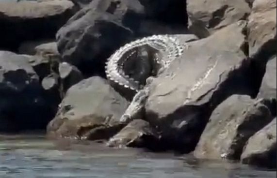 ކިނބުލެއް ފެނިގެން ސިފައިން ހަރަކާތްތެރިިވަނީ