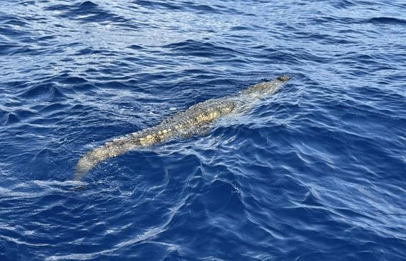 ކިނބޫ ހިފައި ސިފައިންގެ ބެލުމުގެ ދަށަށް