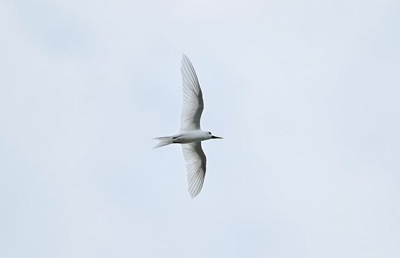 އައިންމަތީ ދޫނި މަދުވެއްޖެ، ތޭރަވާ ގެއްލިއްޖެ