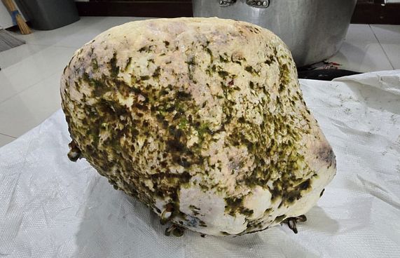 މަހަށް ނުކުތް ޒުވާނުންތަކެއް "މާވަހަރެއް" ހޮވައިފި