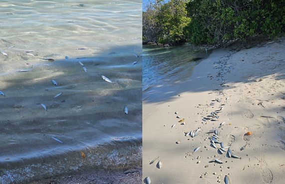 ކެންދޫ ފަޅުގައި އޮތް މުށިމަސްތައް މަރުވެގެން ލައްގަނީ