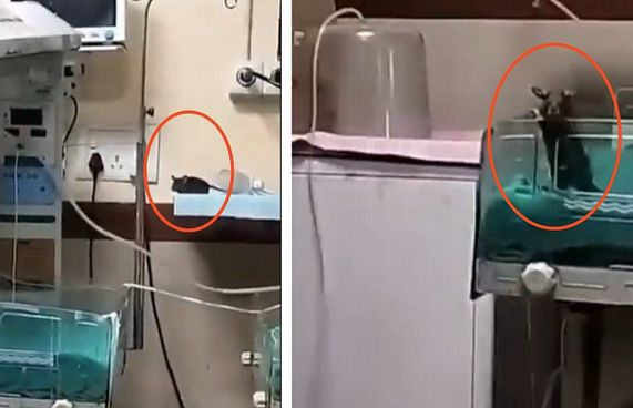 އިންޑިއާގެ ހޮސްޕިޓަލެއްގެ އެންއައިސީޔޫގައި މީދާ