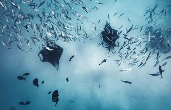 ދޮންފަނުފަރަށް ޑައިވްކުރުން މަނާކުރުމުން ބޮޑު ގެއްލުމެއް