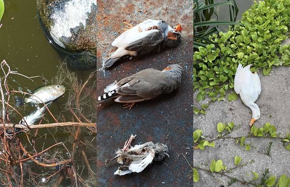 ހުޅުދޫ ޑަކް ޕާކުގެ ދޫނިތަކާއި މަސްތައް މަރާލައިފި