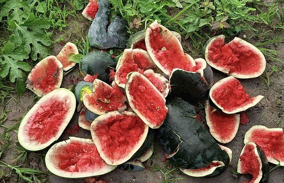 ކުމުންދޫގެ ދަނޑުތަކަށް ބަޔަކު ގެއްލުން ދީފި