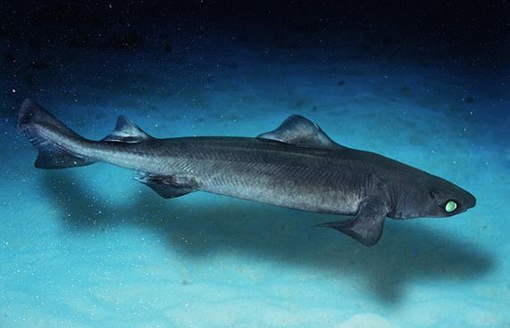 ހާއްސަ ހުއްދައަކާ އެކު ކަށިމިޔަރުގެ މަސްވެރިކަން ހުއްދަ